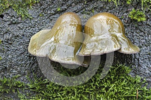 The Olive Oysterling Panellus serotinus is an edible mushroom