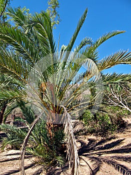 Olive palm tree in the oasis of the Bedouin village