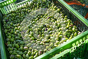 Olive picking for olive oil production. Harvested fresh olives in plastic box for olive oil productio.n