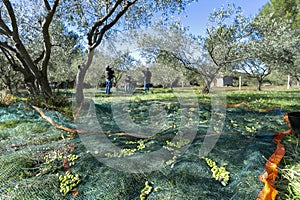 Olive picking for olive oil production. Olive picking, olives on the net after picking.