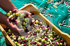 Olive picking time