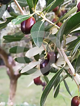 olive plant photo