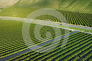 Olive Plantation in Bakersfield, California