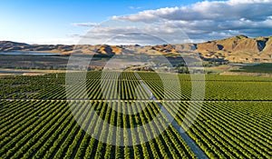 Olive Plantation in Bakersfield, California