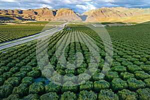 Olive Plantation in Bakersfield, California