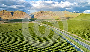 Olive Plantation in Bakersfield, California