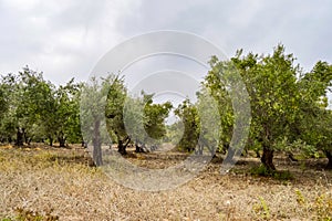 Olive plantation in Crete, the island of olive trees