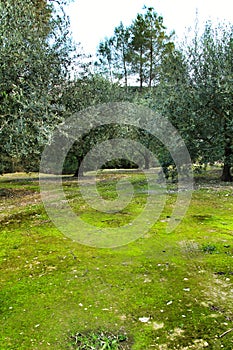 Olive plantation on land with green moss