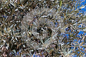 Olive plantation and olives on branch.