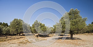 Olive plantation in sun day. Old obsolete olive trees. European olive Olea europaea plantation of olive trees