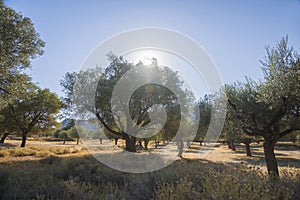 Olive plantation in sun day. Old obsolete olive trees. European olive Olea europaea plantation of olive trees