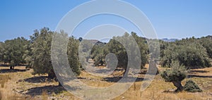 Olive plantation in sun day. Old obsolete olive trees. European olive Olea europaea plantation of olive trees