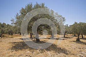 Olive plantation in sun day. Old obsolete olive trees. European olive Olea europaea plantation of olive trees