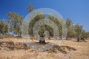Olive plantation in sun day. Old obsolete olive trees. European olive Olea europaea plantation of olive trees