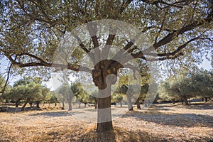 Olive plantation in sun day. Old obsolete olive trees. European olive Olea europaea plantation of olive trees