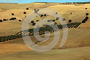 The olive plantations in Andalusia