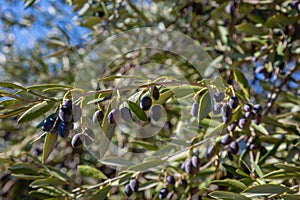 Olive planting in the mountains, Crete island