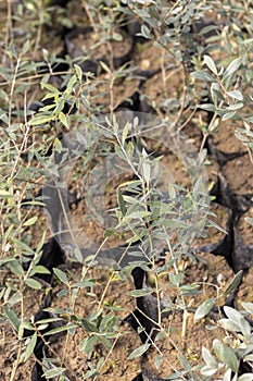 Olive plants growing in a plastic grower bags
