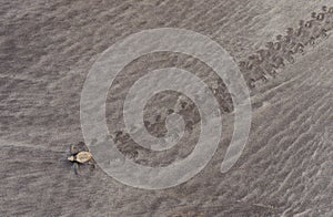 Olive redley turtle baby freshly hatched and going to sea off anjarle coast,Ratnagiri,Maharashtra,India