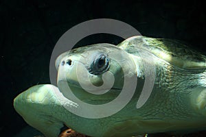 Olive Ridley Sea Turtle