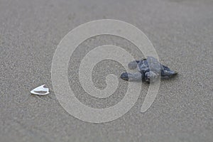 Olive ridley sea turtle baby en route to the ocean