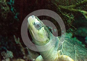 Olive ridley sea turtle Lepidochelys olivacea