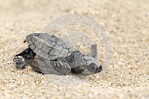 Olive Ridley Sea Turtle (Lepidochelys olivacea)