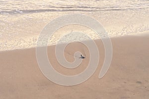 Olive Ridley Sea Turtle (Lepidochelys olivacea) in Mexico, being released as part of conservation project