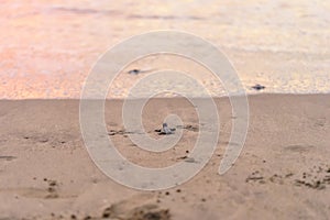 Olive Ridley Sea Turtle & x28;Lepidochelys olivacea& x29; in Mexico, being released as part of conservation project