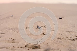 Olive Ridley Sea Turtle & x28;Lepidochelys olivacea& x29; in Mexico, being released as part of conservation project