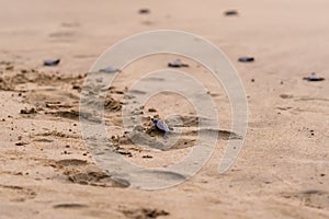 Olive Ridley Sea Turtle & x28;Lepidochelys olivacea& x29; in Mexico, being released as part of conservation project