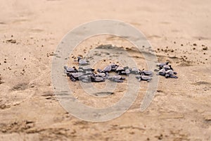 Olive Ridley Sea Turtle & x28;Lepidochelys olivacea& x29; in Mexico, being released as part of conservation project