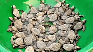 Olive Ridley sea turtles