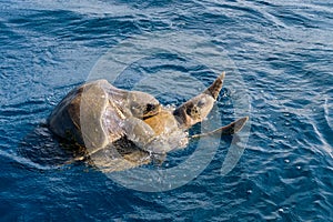 Olive ridley sea turtles or Lepidochelys olivacea performs mating ritual