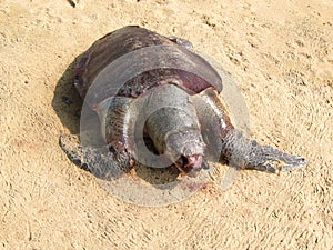 Olive ridley turtle photo