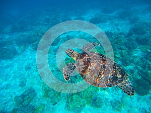 Olive ridley turtle in blue sea water. Green tortoise in tropical lagoon. photo