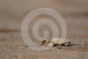 Olive ridley turtle, Lepidochelys olivacea, Velas beach, Ratnagiri, Maharashtra photo