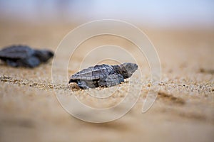 Olive Ridley Turtle photo