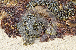 Brown algae on rocks at Asilomar State beach photo