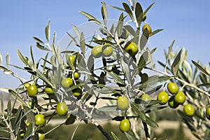 Olive's branches