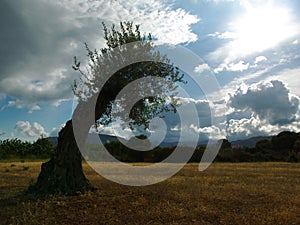 Olive's tree curved by wind