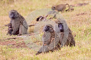 Olive, or Savanna, Baboon Troop in Nairobi National Park