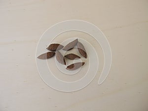 Olive seeds to grow an olive tree