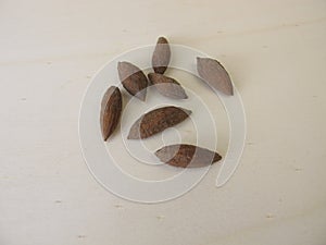 Olive seeds to grow an olive tree