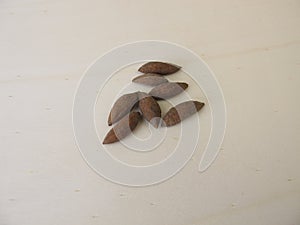 Olive seeds to grow an olive tree