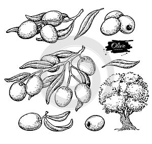 Olive set. Hand drawn vector illustration of branch with food, tree, oil drop.