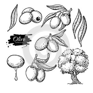 Olive set. Hand drawn vector illustration of branch with food, tree, oil drop. Isolated drawing on white background.