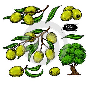 Olive set. Hand drawn vector illustration of branch with green food, tree, oil drop. Isolated drawing on white