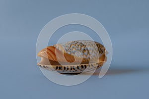 Olive Shell. Orange-Mouthed Olive Shell. Olivia Sericea Roding