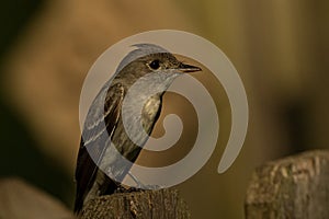 Olive-sided Flycatcher